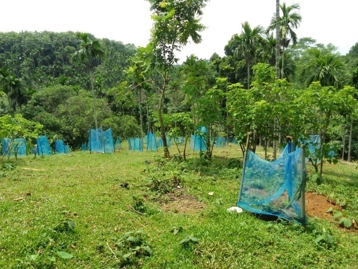 C:\Users\user\Desktop\Picture data base\Dopogre\Implemented Activities Dopogre\Horticulture coconut plantation Monsten A Sangma Dopogre.jpg